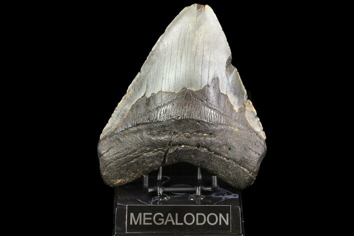 Megalodon Tooth From North Carolina - Giant Tooth! #75504